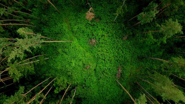 Aerial breathtaking view of green trees in a circle forming a hidden and mysterious clearing covered with grass in a dense fairytale forest