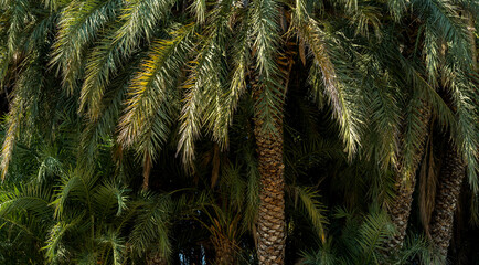 Naklejka premium Close up seamless photo of palm tree backgroundas a symbol of summer, holiday, relax and vacation.