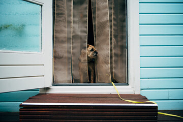Small dog sitting in the doorway of a summer cottage on a beautiful summer day, border terrier