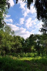 나무, sky, 네이처, 경관, 목초, blue, 여름, 구름, 들판, 구름, 목초지, 공원, 아웃도어, 일, 뜰, 길거리, 봄, 식물, 고개, 시골, 태양, 명랑한, 나뭇잎