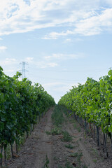 Fototapeta na wymiar A Walk Through the Vineyards. Growing an Industrial amount of Grapes