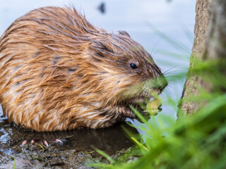 Wild animal Muskrat, Ondatra zibethicuseats, eats on the river bank