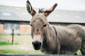 Donkey behind a fence in the meadow on the farm in the summer