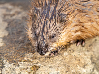 Portrait of a muskrat, ondatra zibethicus, rodent found in wetlands