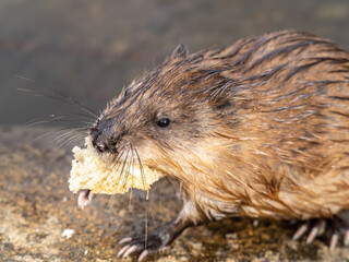 Wild animal Muskrat, Ondatra zibethicuseats, eats on the river bank
