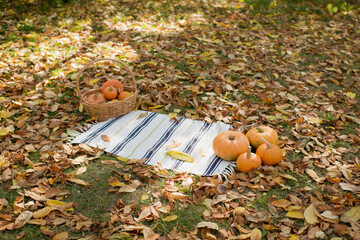 A blanket and a basket with pumpkins in autumn in the park on fallen yellow leaves