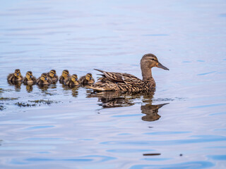 A family of ducks, a duck and its little ducklings are swimming in the water. The duck takes care of its newborn ducklings. Mallard, lat. Anas platyrhynchos