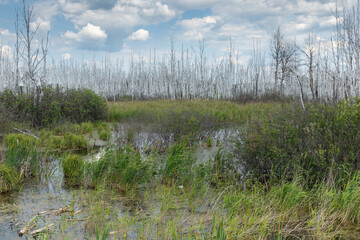 beautiful swamp landscape. Green grass and dry trees in the swamp.