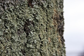 Moss and Fungi on Tree