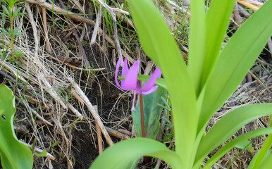 カタクリの花咲く積丹半島(神威岬)