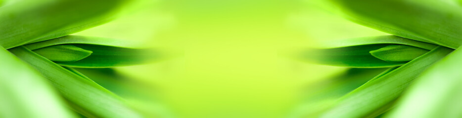 blurry leaves nature of summer green leaves natural green leaf plant used as wallpaper background