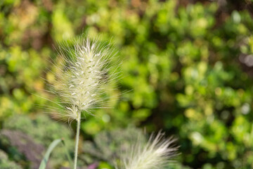 close up of grasses in the garden