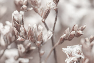 Beautiful tiny dried romantic flowers with blur background macro