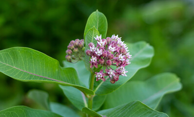 Vatochnik Syriac, lilac small flowers in bud