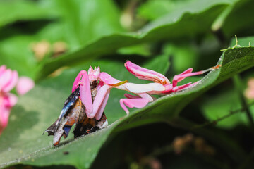 Orchid mantis eating butterfly, Pink orchid mantis, Hymenopus coronatus, Walking flower mantis or Flower mantises