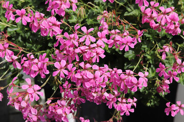 Obraz premium Flower