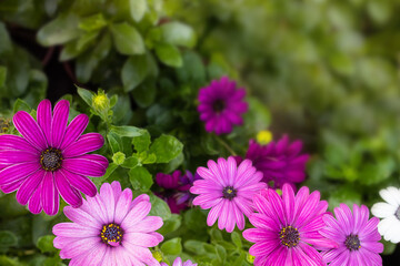 beautiful blooming poster with small pink flowers on a green background