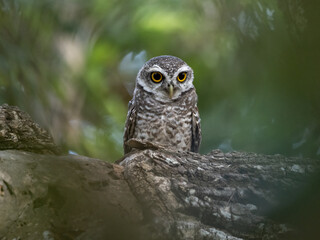 Spotted owlet, Cute owl, small bird with big eyes in the nature