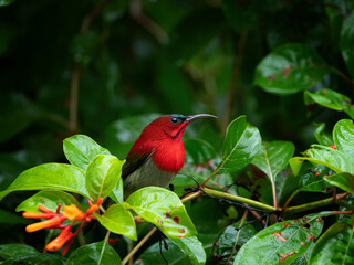 Crimson Sunbird