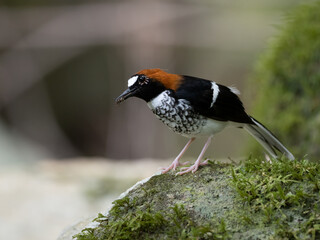 Chestnut-naped Forktail.
