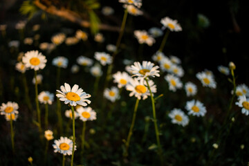 Daisy flowers blooming in summer