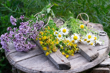 Healing herbs bunches of oregano, celandine and chamomile are on wooden surface. Herbal medicine