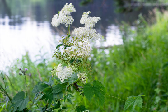 Blooming white filipendula ulmaria or meadowsweet blooms on the river bank