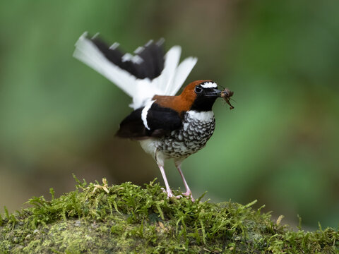 Chestnut-naped Forktail.