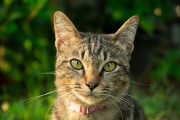 Close-up of Thai female cat's face with slim stripes