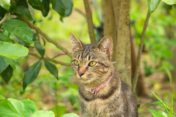 Thai female cat with striped giraffes standing in bushes waiting to catch prey.