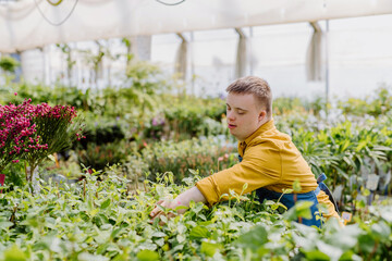 Happy young employee with Down syndrome working in garden centre, taking care of flowers.