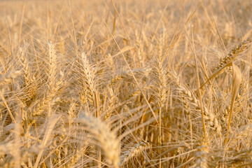 Gold rye field. Selective Focus. rye harvest