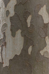 A fragment of a poplar trunk close-up in daylight.