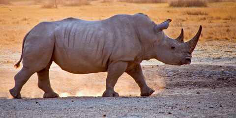 Obraz premium White Rhinoceros, Ceratotherium simum, Square-lipped Rhinoceros, Khama Rhino Sanctuary, Serowe, Botswana, Africa