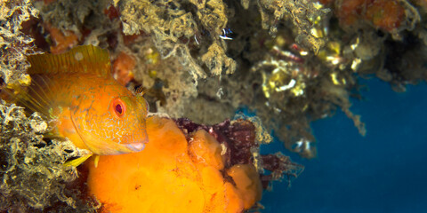 Ringneck Blenny, Parablennius pilicornis, Cabo Cope Puntas del Calnegre Regional Park, Mediterranean Sea, Murcia, Spain, Europe