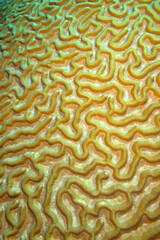 Brain coral, Coral Reef, Caribbean, Isla de la Juventud, Cuba, America