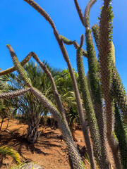 Fototapeta premium Botanical tropical city park of Puerto de la Cruz, Tenerife, Canary Islands, Spain