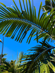 Obraz premium Botanical tropical city park of Puerto de la Cruz, Tenerife, Canary Islands, Spain