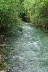 Stream in the forest