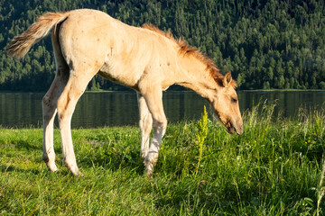Сute foal grazing on lakeshore. Young horse is pasture on lawn lakeside.