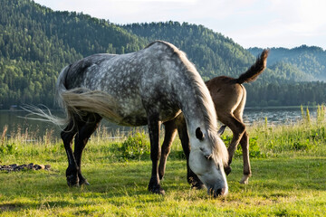 Сute mare with foal grazing on lakeshore. Horses are pasture on lawn lakeside.