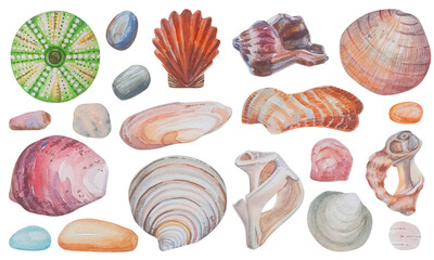 Watercolor set of underwater sea life objects - various tropical seashells and stones. Hand drawn marine summer illustrations isolated on white background.