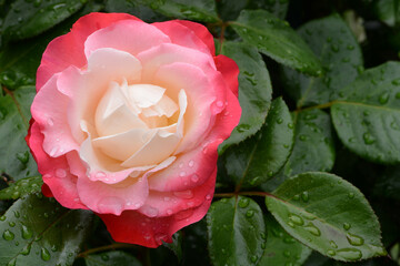 Blumen 1421