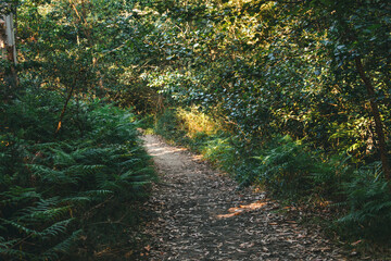 Path next to calm river in nature. Green walking trail in Alvaraes Forest next to Neiva River in Alvaraes Parish Council, Viana do Castelo, Portugal, Europe.