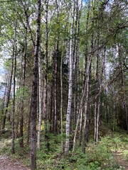 Fototapeta na wymiar Tree trunks in a mixed early autumn forest.