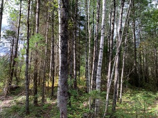 Tree trunks in a mixed early autumn forest.