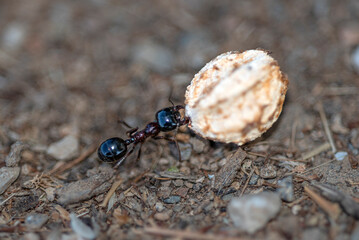 Ant trying to stock up on winter food