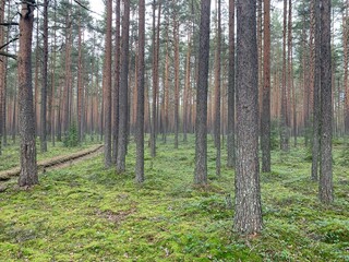 Ground overgrown with green moss, grass and tree trunks