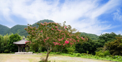 여름철에 고풍스런 한옥 주변에 피는 붉은 배롱나무(백일홍) 꽃.
