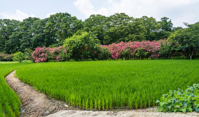 여름철에 고풍스런 한옥 주변에 피는 붉은 배롱나무(백일홍) 꽃.